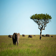 Four Seasons Virtual Safari Elephants