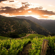 Kuleto vineyard in California 