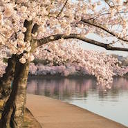 Cherry Blossoms in Washington D.C. photographed by Ritz-Carlton 
