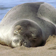 Monk Seals in Hawaii 