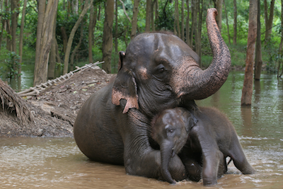Elephant-Family-Habitat-for-Humanity-Photo7