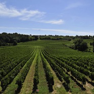 Côtes de Bordeaux vineyard estate 