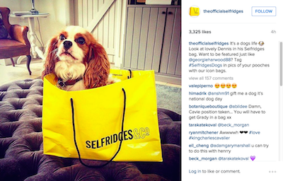 Selfridges National Dog Day