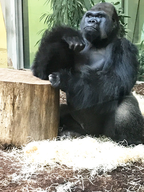 Ivo the gorilla in Berlin Zoo. Image credit: Berlin Zoo, Didier Guillon, Valmont
