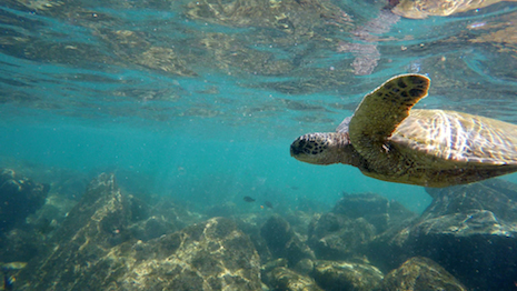 In addition to drumming up public support for sustainable policies and practices, Kering is also offering financial support to organizations that support the environment and influence opinion including IPBES. Seen here: sea turtle who's habitat is increasingly endangered by waste and plastic pollution. Image credit: Kering. Photo: Patrick Tonissen