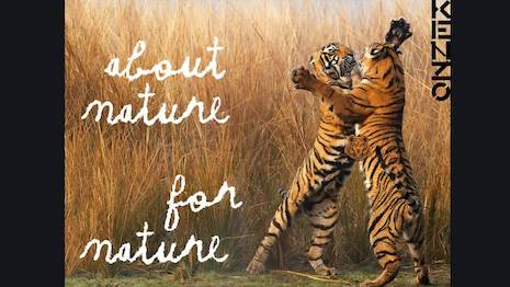 Kenzo is partnering with the World Wide Fund for Nature (WWF) to support “Tx2”, a global commitment to protect the world’s wild tigers and double their numbers by the end of 2022. Image credit: Kenzo