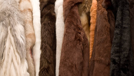 California makes moves to improve the sustainability of the state with the fur ban. Image credit: Getty