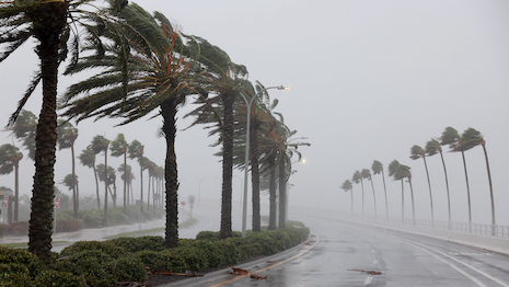 Palm trees blow in the wind from Hurricane Ian