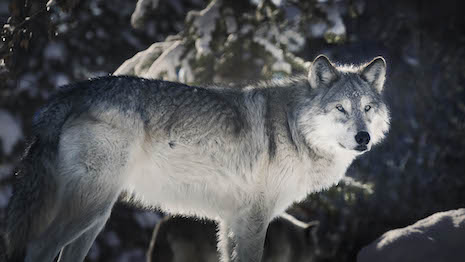 Four Seasons is celebrating the gray wolf pack of Yellowstone, highlighting their fight to exist in peace. Image courtesy of Four Seasons
