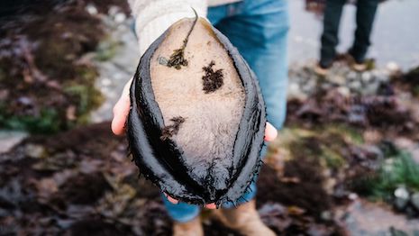 The brand's highlighting of foraging presents a strong level of dedication to sustainable eating. Image courtesy of The Harbor House Inn and Matt Morris