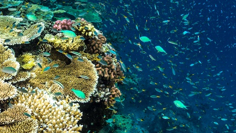 Focusing on coral reefs and abandoned mines, the foundation's donations have gone towards conservation and community efforts. Image courtesy of Tiffany & Co.