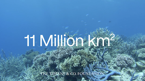 The Tiffany & Co. Foundation has supported the creation and implementation of 30-plus marine protected areas, encompassing more than 11 million square kilometers across the world’s five oceans. Image credit: Tiffany & Co., LVMH